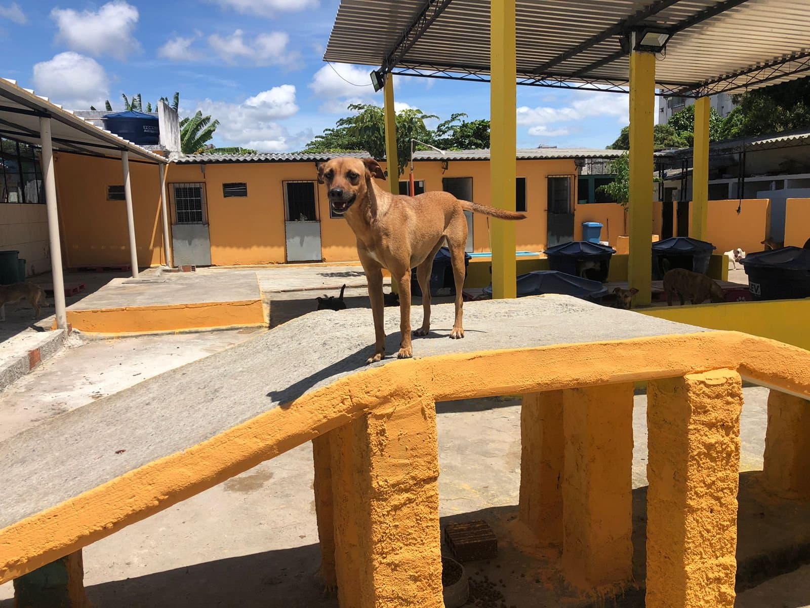 Área de Canis do Cantinho da Filó